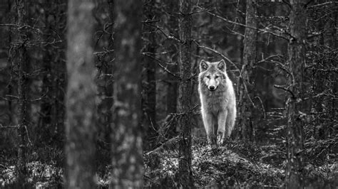 1366x768 Wolf Walking In Jungle Monochrome 1366x768 Resolution