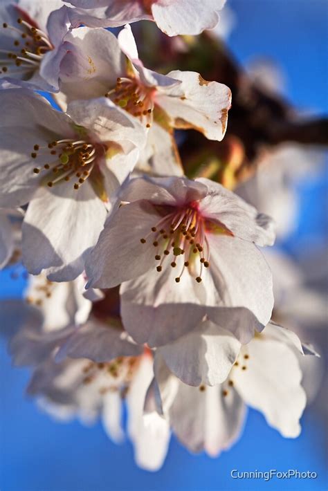 Japanese Cherry Blossoms Against Blue Sky By Cunningfoxphoto Redbubble