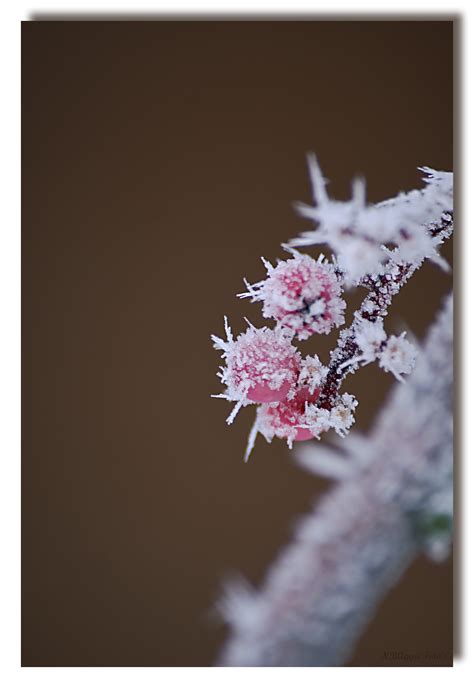 Free Images Branch Snow Cold Winter Plant Berry Leaf Flower