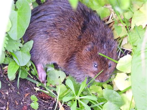 About A Brook First Baby Vole Of The Year
