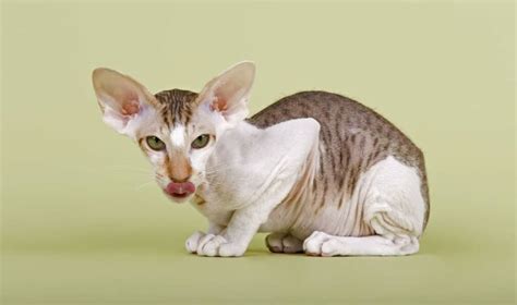 Peterbald Cat Information And Cat Breed Facts Pets Feed