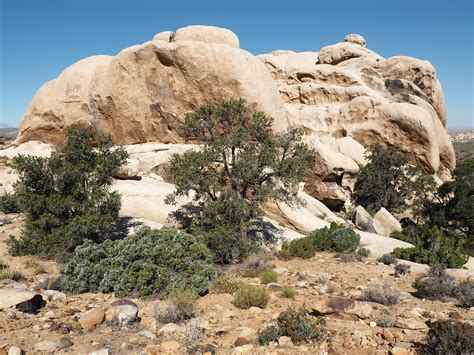 Joshua Tree National Park San Bernardino Co Ca 5262016 Flickr