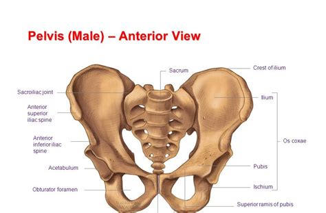 Pelvic Bone Anatomy Posterior View Osteology Pelvic Girdle And Lower