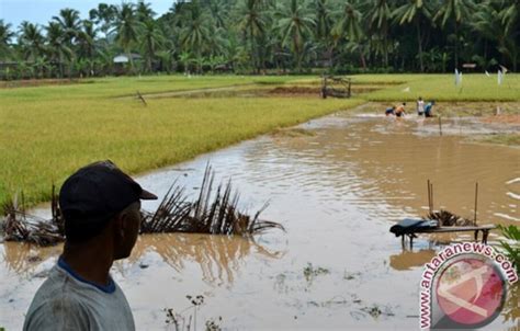 Ratusan Hektare Sawah Di Lampung Timur Terendam Air