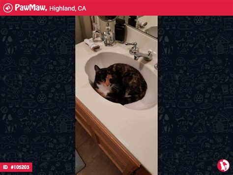 Just like human hairs, cat whiskers can get a. THUMPER - A FEMALE CAT LOST IN HIGHLAND, CA, 92346 ...