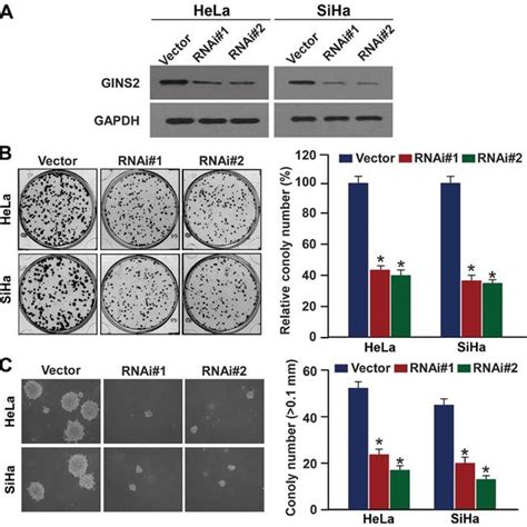 Gins Promotes Cervical Cancer Cell Proliferation And Tumorigenicity