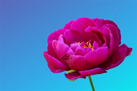 Peony Blossom Flower Pink Free Stock Photo Public Domain Pictures