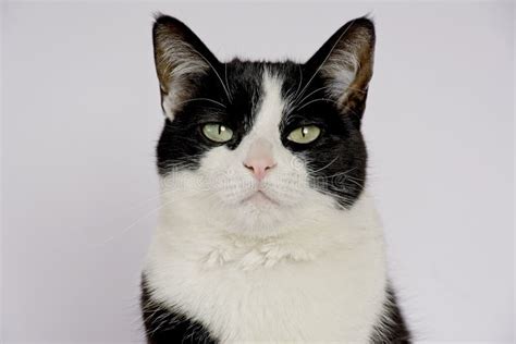 Studio Portrait Of Tuxedo Cat Stock Photo Image Of Nature Collar
