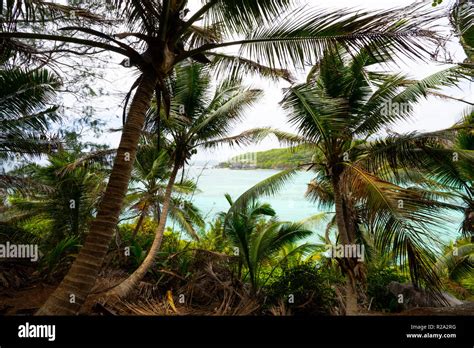Coconut Palms And Tropical Forest Stock Photo Alamy