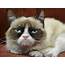 Grumpy Cat Definitely Did Not Make $100 Million  Business Insider