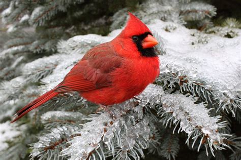 Cardinal Sitting On Snowy Spruce Branch