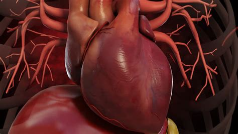 Realistic Human Heart Beating In Stock Footage Video 100 Royalty Free