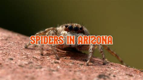 39 Common Spiders In Arizona Pictures And Identification