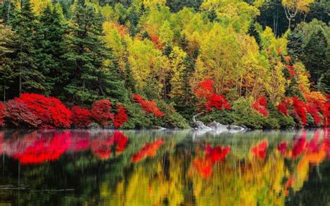 Hd Forest In Autumn Reflected In River Wallpaper Download Free 65264
