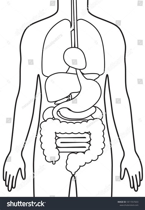 Human Body Structure Internal Organs Digestive Vetor Stock Livre De