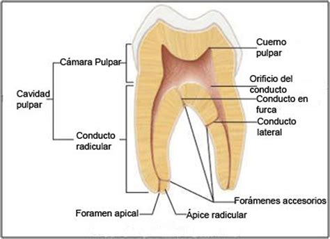 La Endodoncia Dental Causas Tipos Precios Y Ventajas Principales