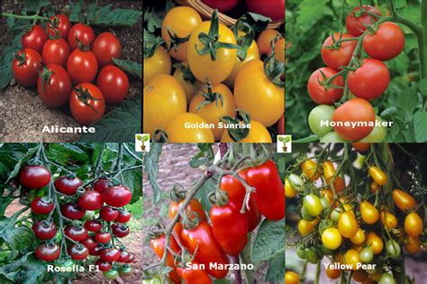 Tomato Collection Contains 6 Seed Varieties Viridis Hortus