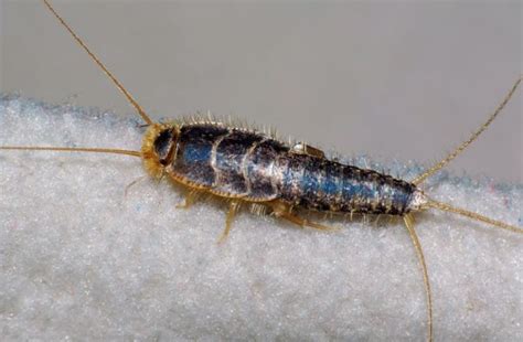 What Are Silverfish Identification Facts And Pictures