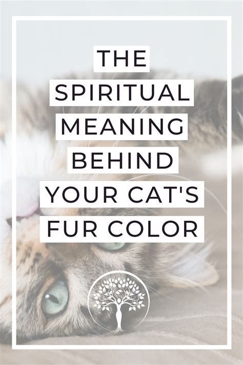 What Your Cats Fur Color Means Cat Spirit Cat Spirit Animal Black