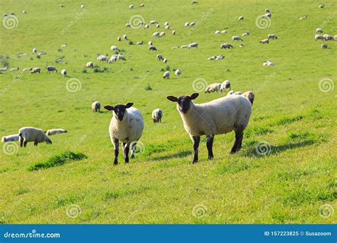 Two Sheep On A Green Pasture South England Stock Image Image Of