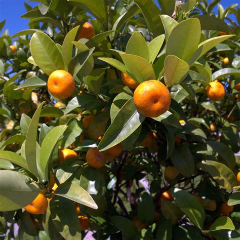 Citrus X Aurantium Citrus Sinensis