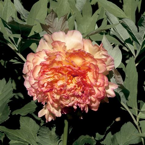 paeonia suffruticosa jin ge pivoine arbustive très double jaune abricot rosé parfumée