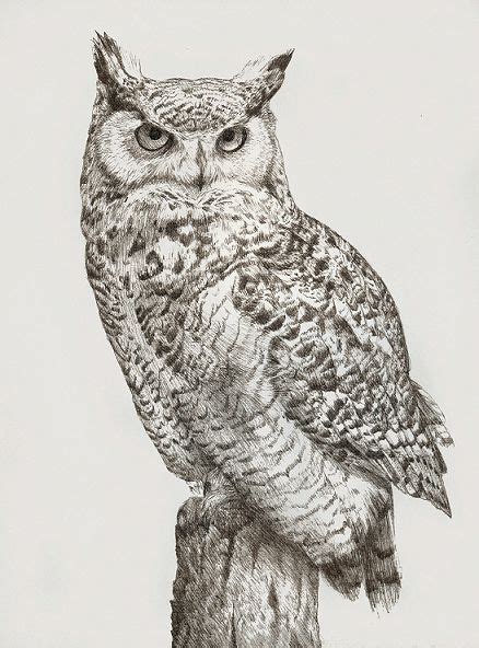 52 Owl Drawings Ideas Owl Drawings Owls Drawing