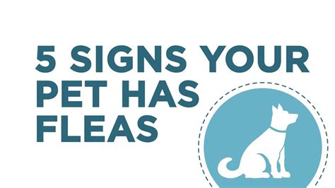 5 Signs Your Pet Has Fleas Youtube