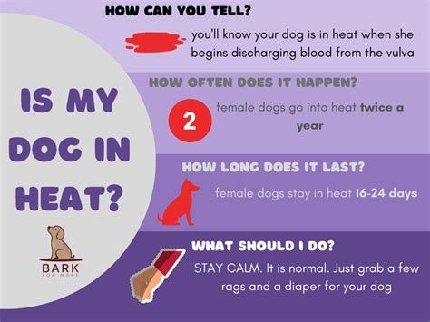 Dog Heat Cycle 4 Stages Of Reproduction In Dogs Explained Bark For More