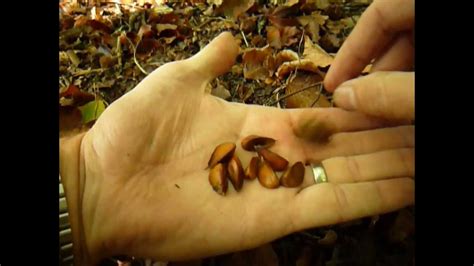 Wild Edibles Foraging Beechnuts Youtube