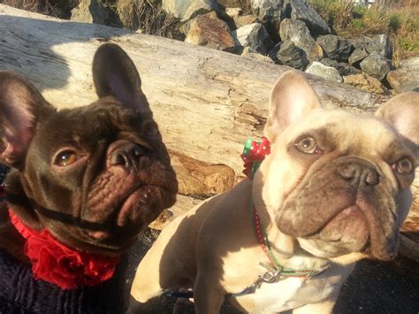 We also strive and work hard to. French Bulldog puppies, Vancouver BC - Aqua Vitae French ...