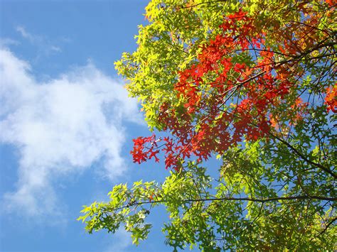 Blue Sky Art Prints Colorful Oak Leaves Photograph By Patti Baslee
