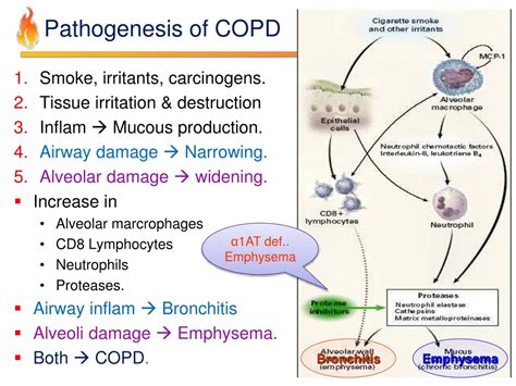 Ppt Pathology Of Copd Powerpoint Presentation Free Download Id8201945
