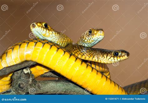 Tree Yellow Snakes From India Royalty Free Stock Photography