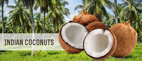 Indian Coconut Wholesale Exporters And Suppliers In India Geewin Exim