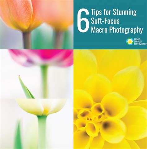6 Tips For Stunning Soft Focus Macro Photography