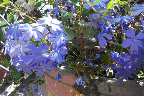 Tropical Blues Ornamental Plants And Flowers Of Tropical Mexico