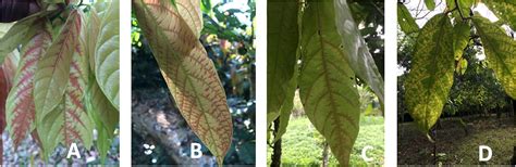 Spatiotemporal Spread Of Cacao Swollen Shoot Virus Severe Strain 1a In