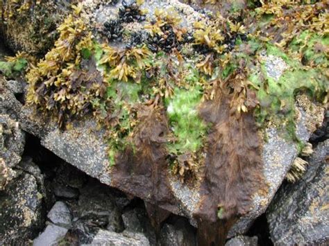 Seaweeds Of Alaska