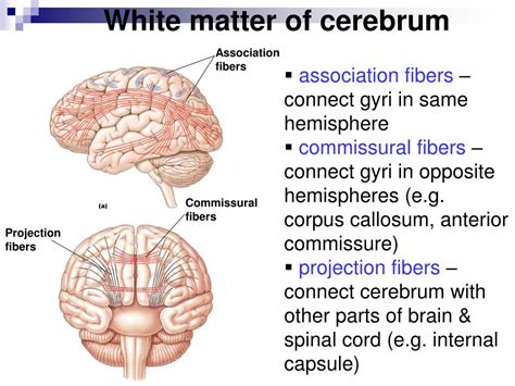 Ppt The Nervous System The Brain Chapter 16 Powerpoint Presentation