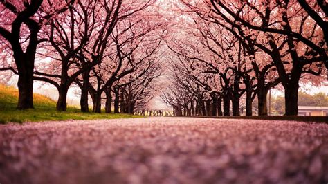 Pink Cherry Blossom Winter Trees Hd Japanese Wallpapers Hd Wallpapers