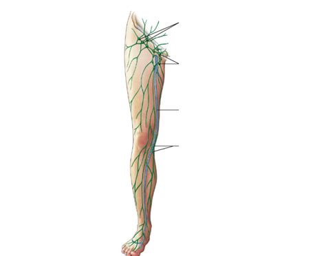 Lymphatic Drainage Of The Lower Limb Quiz