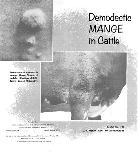 Demodectic Mange In Cattle Digital Library