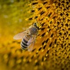 Queen Bee – Barnyard Bees