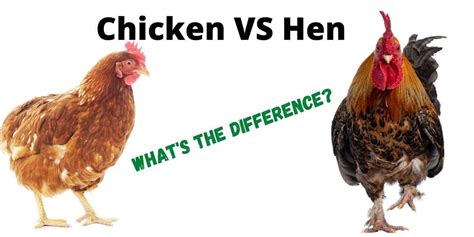 Difference Between Chicken And Rooster Villado