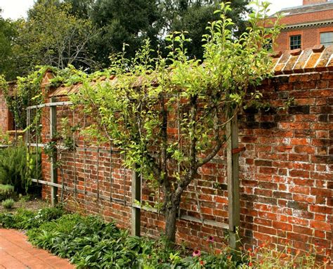 Espalier Fruit Trees More Fruit In Less Space Gardensall