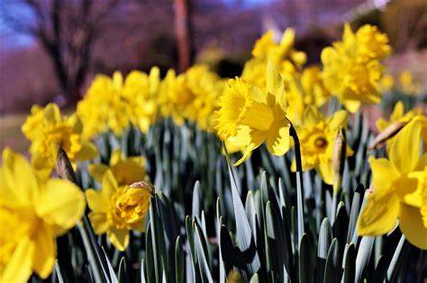 How To Grow Narcissus Flowers And Why Theyre Also Called Daffodils