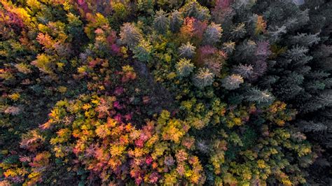 Wallpaper Nature Trees Forest Plants Fall Aerial View Birds