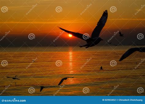 Dramatic Seascape And Seagulls On Sunset Sky Stock Photo Image Of