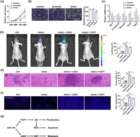 mir 144 suppressed pdx glioma progression in vitro and in vivo through download scientific
